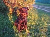 красивая молодая собака в дар - Изображение #3, Объявление #149863