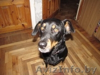 красивая молодая собака в дар - Изображение #4, Объявление #149863