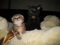 Шотландские вислоухие котята - Изображение #1, Объявление #137128