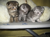Шотландские вислоухие котята - Изображение #2, Объявление #137128