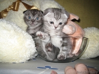 Шотландские вислоухие котята - Изображение #3, Объявление #137128