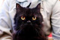 Маруся - шикарная черная пушистая кошка в дар. Стерилизована. - Изображение #2, Объявление #144611
