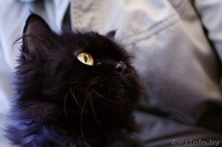 Маруся - шикарная черная пушистая кошка в дар. Стерилизована. - Изображение #3, Объявление #144611