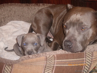 продам щенка Стаффоршидского терьера в хорошие руки!!!!! - Изображение #3, Объявление #137284