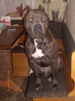 продам щенка Стаффоршидского терьера в хорошие руки!!!!! - Изображение #1, Объявление #137284