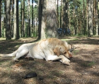 Лабрадор с родословной ищет подружку для вязки. - Изображение #2, Объявление #144702