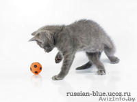 КОТЯТА породы Русская Голубая!!! Дата рождения - 28.11.2010г. - Изображение #2, Объявление #141938