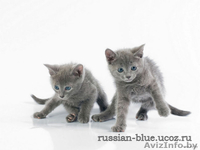 КОТЯТА породы Русская Голубая!!! Дата рождения - 28.11.2010г. - Изображение #1, Объявление #141938