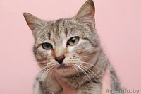 Миниатюрная рысь - зеленоглазый котенок - в дар - Изображение #2, Объявление #155896