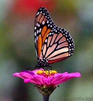 бабочки в подарок. - Изображение #1, Объявление #149478