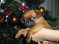 Щенки ПТИ брабансона (гладкошерстный гриффон) - Изображение #1, Объявление #139146