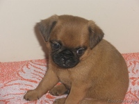 Щенки ПТИ брабансона (гладкошерстный гриффон) - Изображение #2, Объявление #139146