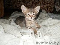 Котята метисы норвежской лесной и европейской короткошерстной - Изображение #3, Объявление #148474