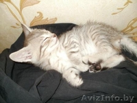 Котята метисы норвежской лесной и европейской короткошерстной - Изображение #5, Объявление #148474