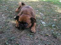 Щенки ПТИ брабансона (гладкошерстный гриффон) - Изображение #3, Объявление #139146