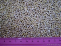 Аграрная частная фирма "РАНОК" - Изображение #2, Объявление #141314