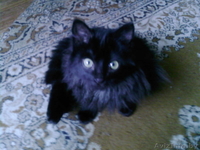 кот черный сибирской породы - Изображение #1, Объявление #150592