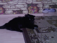 кот черный сибирской породы - Изображение #2, Объявление #150592