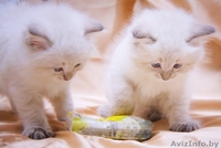 Невские маскарадные котята, клубные с документами - Изображение #2, Объявление #138287