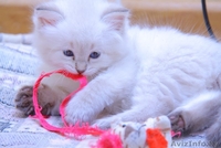 Невские маскарадные котята, клубные с документами - Изображение #1, Объявление #138287