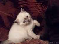 Британские котята .Колор-поинт (девочка) и черный мрамор (мальчик).  - Изображение #1, Объявление #139097