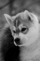 Щенки сибирских хаски в Беларуси шоу-класса! - Изображение #1, Объявление #165320