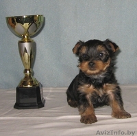 Йоркширский терьер щенки. - Изображение #1, Объявление #168732