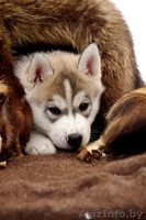 Щенки сибирских хаски в Беларуси шоу-класса! - Изображение #3, Объявление #165320