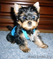 Щенок йоркширского терьера ищет ответственные ручки - Изображение #1, Объявление #163753