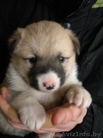 Очаровательные щенки в дар - Изображение #1, Объявление #157333