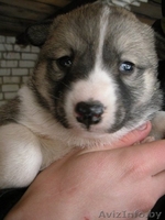 Очаровательные щенки в дар - Изображение #2, Объявление #157333