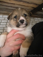 Очаровательные щенки в дар - Изображение #3, Объявление #157333