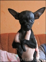 Элитный  щенок той терьера!!! - Изображение #2, Объявление #162997
