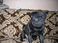 молодой чёрный мопс ждёт подружку для вязки! - Изображение #1, Объявление #174840