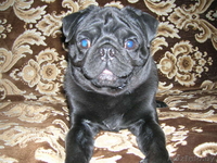 молодой чёрный мопс ждёт подружку для вязки! - Изображение #2, Объявление #174840
