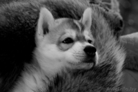 Щенки сибирских хаски в Беларуси шоу-класса! - Изображение #2, Объявление #165320