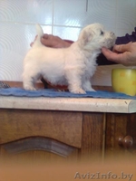 щенки вест-хайленд вайт терьера - Изображение #2, Объявление #166614