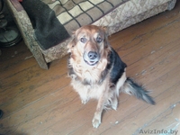 Отдам хорошего друга(англ. овчарку)в хорошие руки - Изображение #1, Объявление #177662