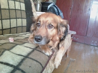 Отдам хорошего друга(англ. овчарку)в хорошие руки - Изображение #2, Объявление #177662