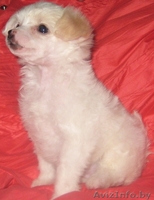 Щенки китайской хохлатой собачки - Изображение #1, Объявление #173715