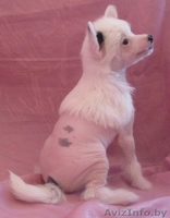 Щенки китайской хохлатой собачки - Изображение #2, Объявление #173715