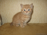 котенок - талисман года - Изображение #1, Объявление #160771