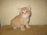 котенок - талисман года - Изображение #2, Объявление #160771