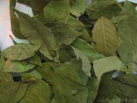 Предлагаем лавровый лист - Изображение #2, Объявление #161985