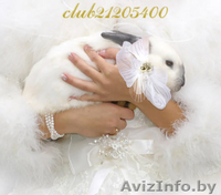 свадебный эксклюзив. Свадебные КРОЛИКИ - Изображение #2, Объявление #104673