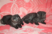Шотландские вислоухие котята. - Изображение #2, Объявление #174451