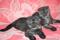 Шотландские вислоухие котята. - Изображение #1, Объявление #174451