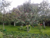 Продаю дачу? 18 км от МКАД, Молодеченское направление - Изображение #6, Объявление #167320