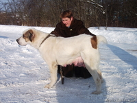 щенки Средне-Азиатской овчарки - Изображение #1, Объявление #161228