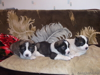 щенки Средне-Азиатской овчарки - Изображение #2, Объявление #161228